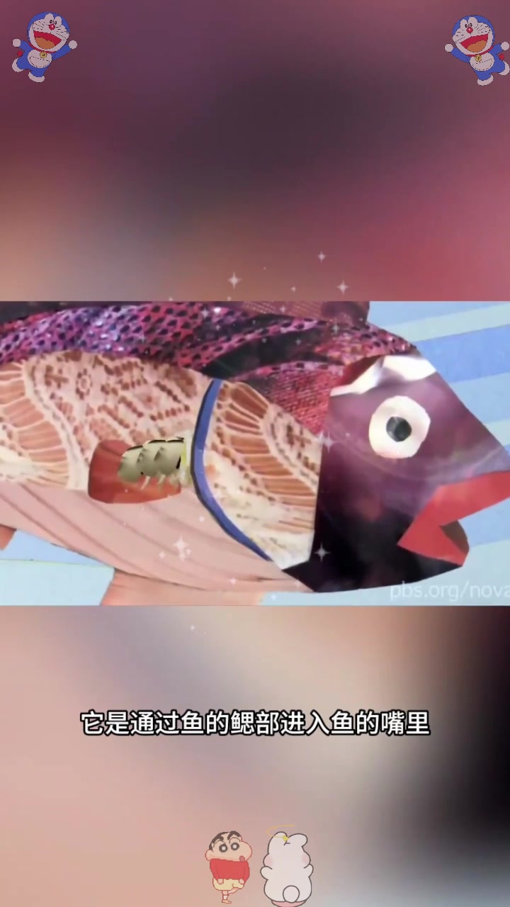  寄生在鱼嘴巴里的虫子