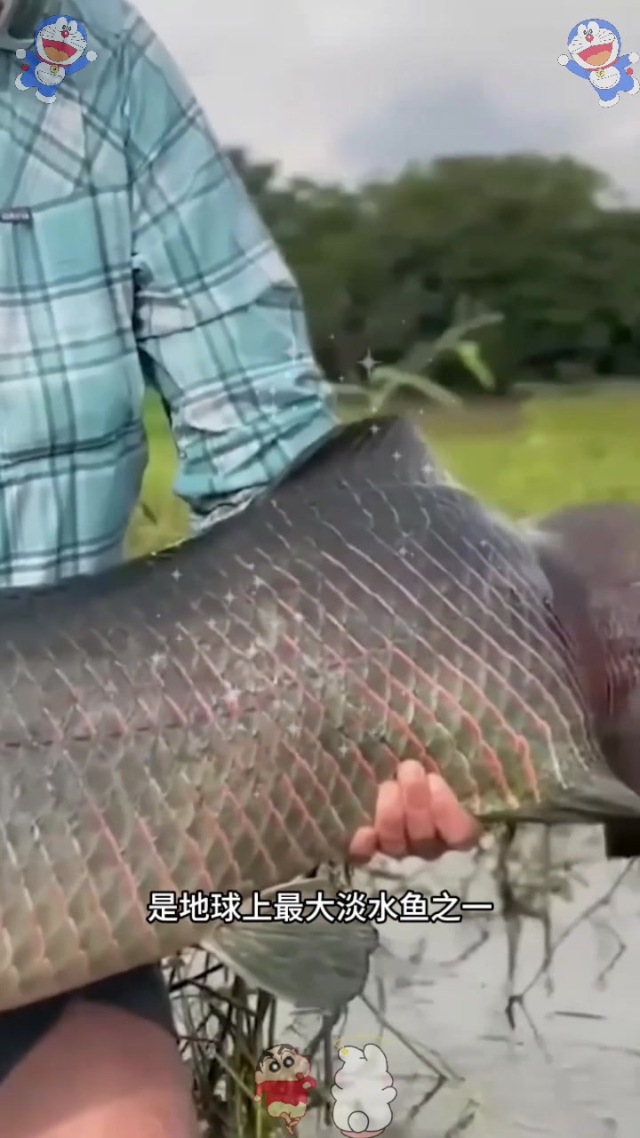  世界上最坚硬的鱼鳞