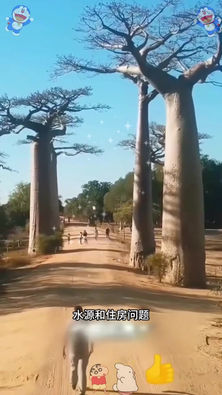  非洲最神奇的猴面包树