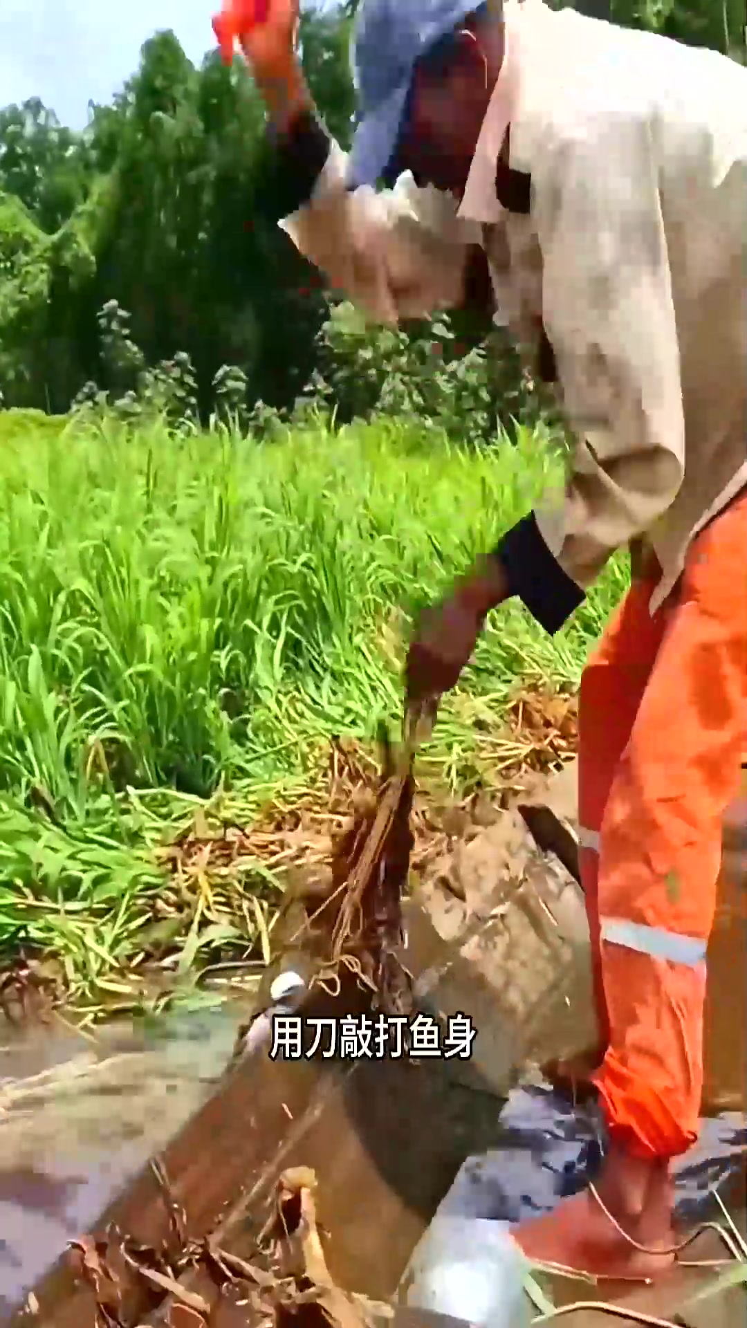  世界上最大的淡水鱼之一