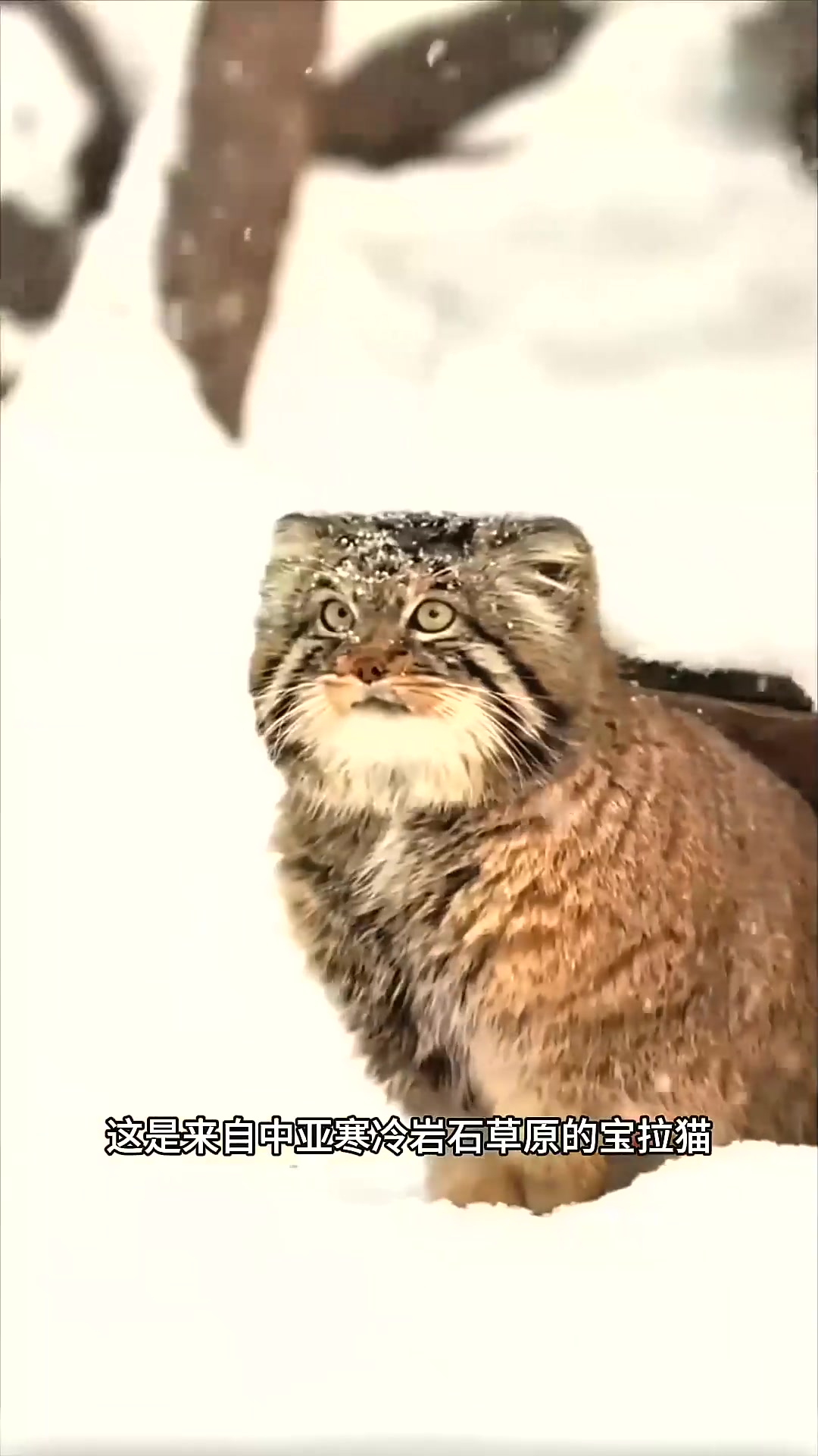  世界上最凶猛的猫咪