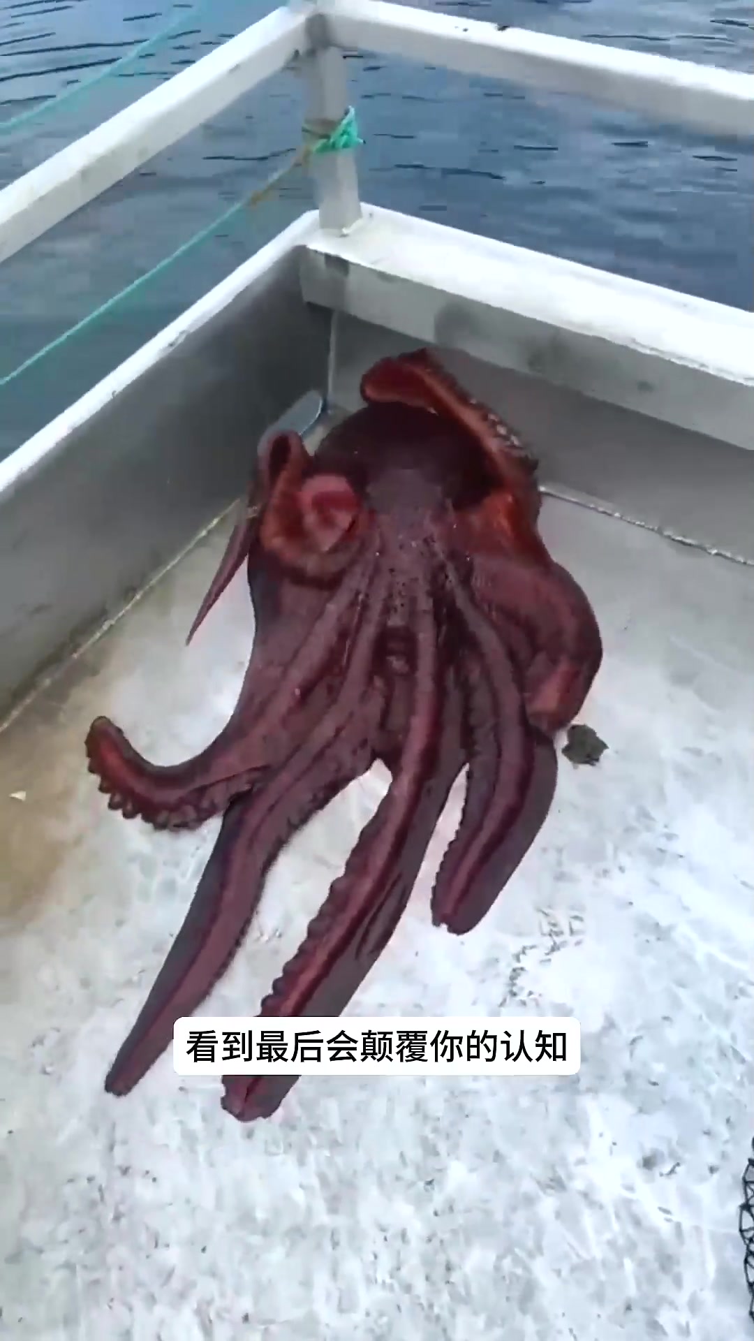  太平洋巨型章鱼