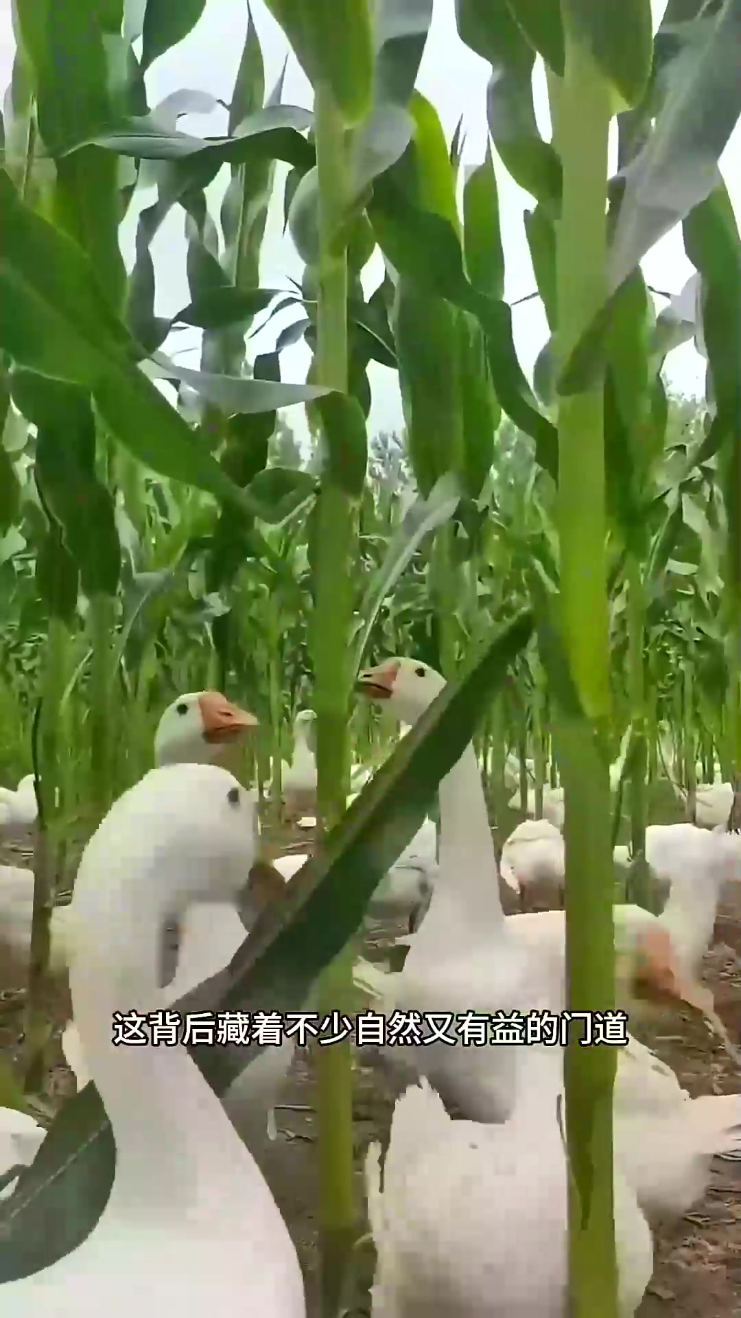  为什么要把鸭子放进田地里