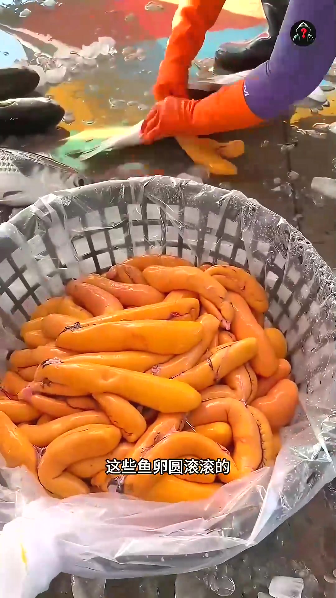  工人是如何加工鱼卵的