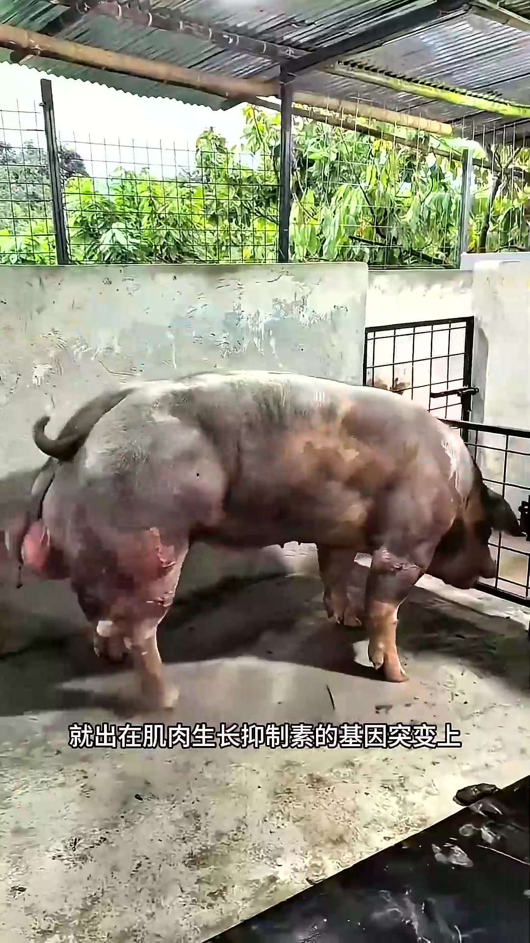  为什么一些动物会有发达肌肉