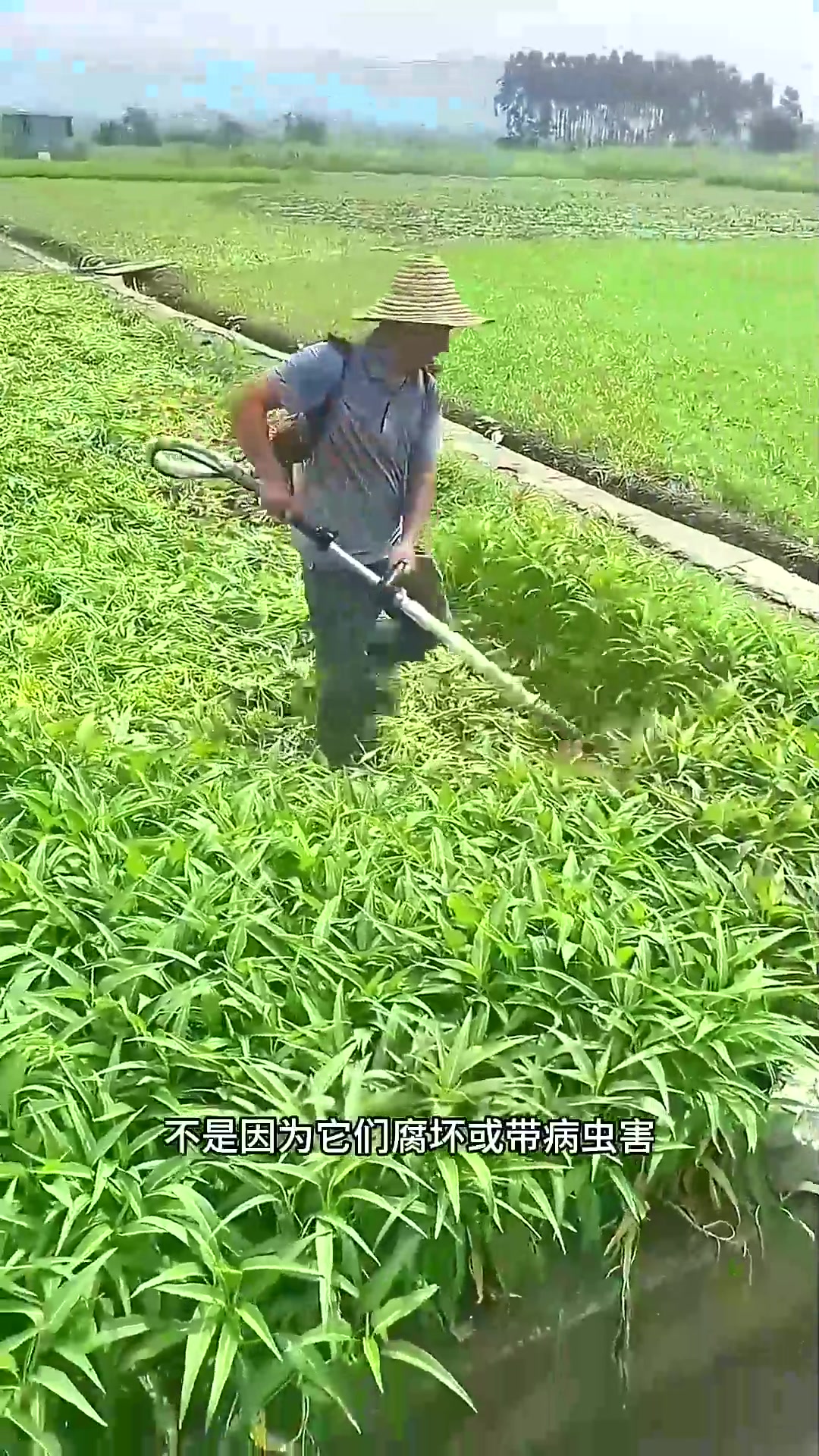  农民为什么要丢弃这些空心菜