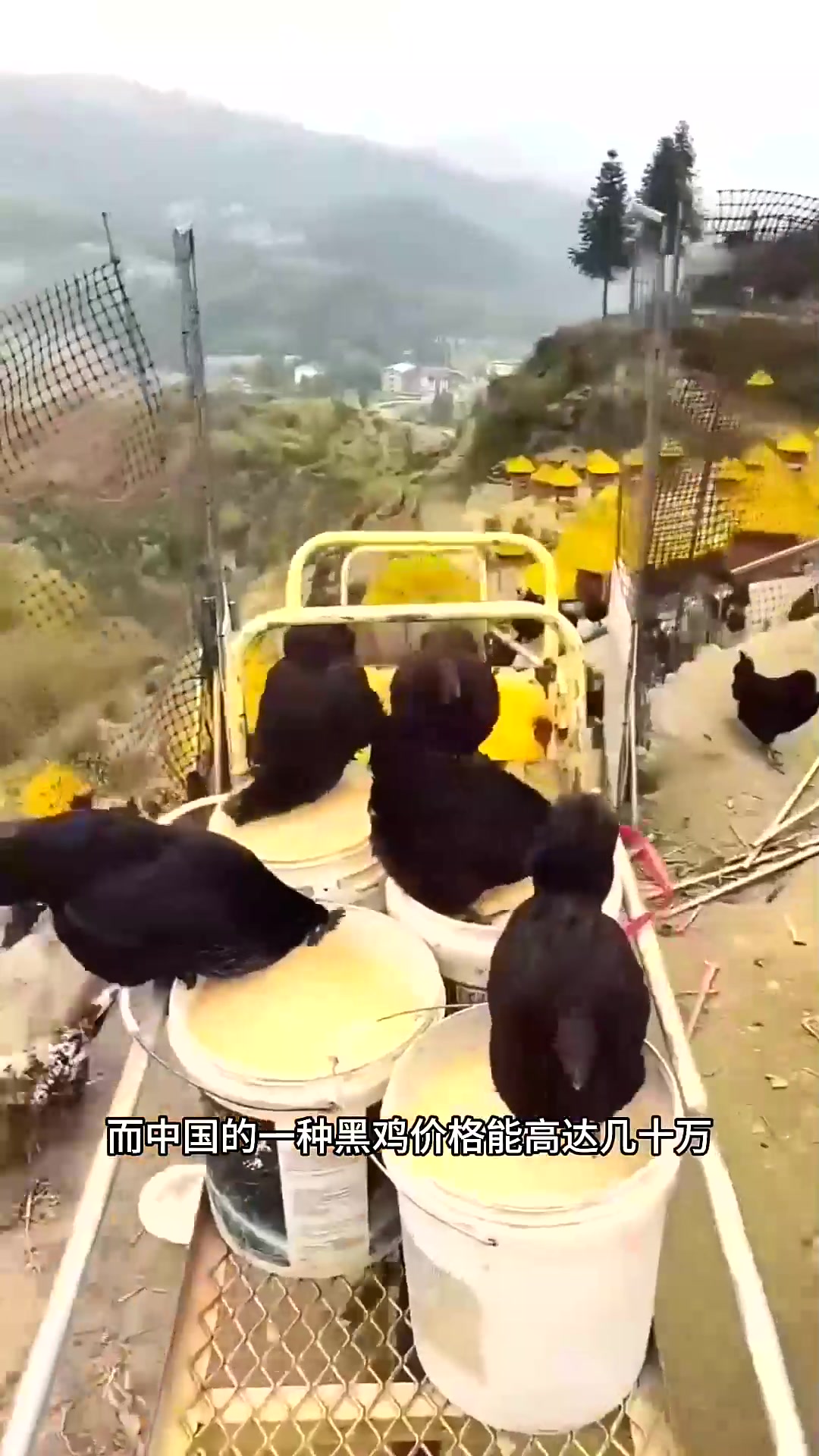  有着两千年历史的中国黑土鸡