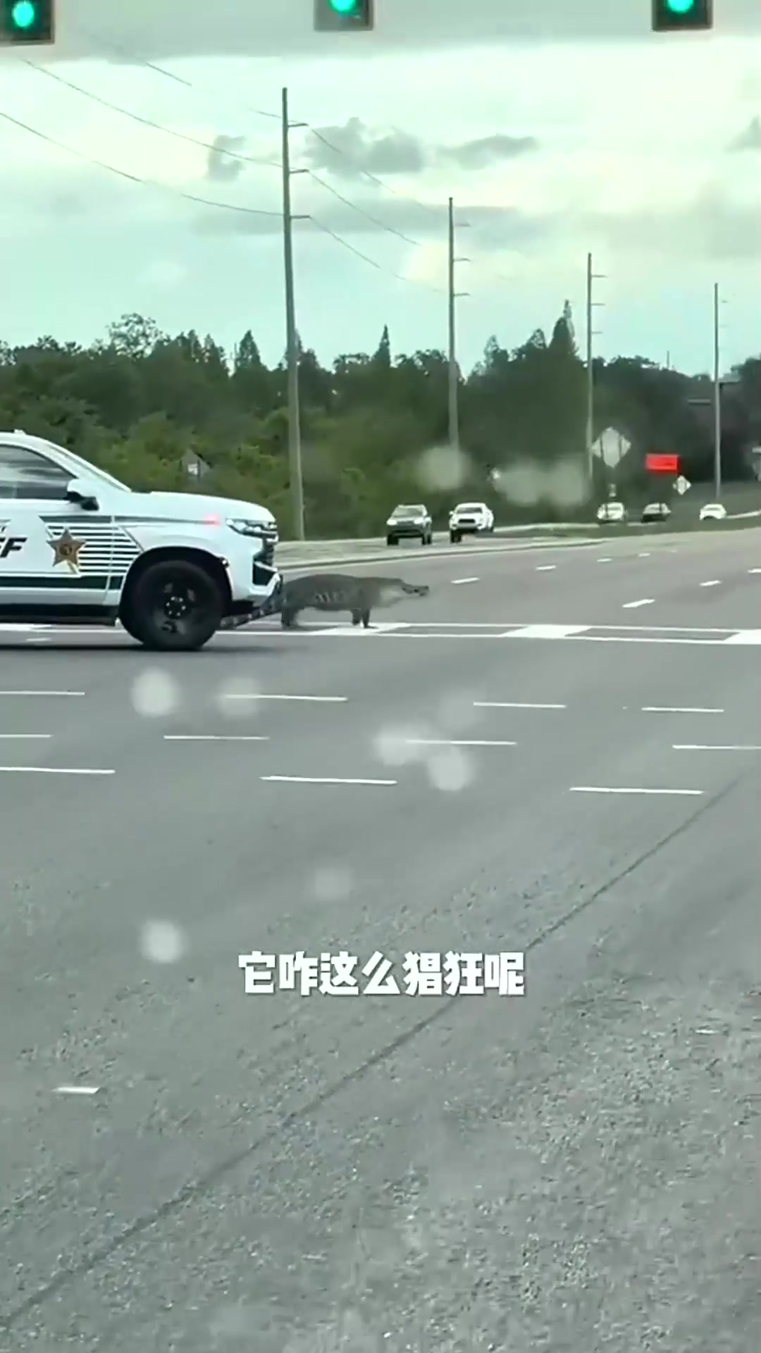  啥玩意都能上街溜达,这也太吓人了