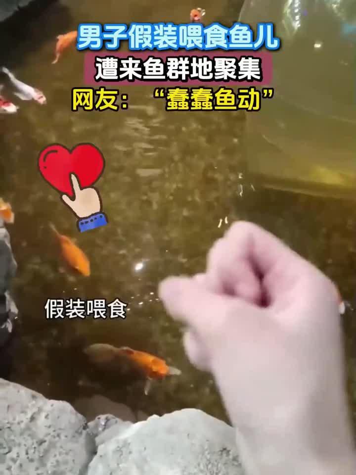 男子假装喂食鱼儿,遭来鱼群地聚集,网友:“蠢蠢鱼动”