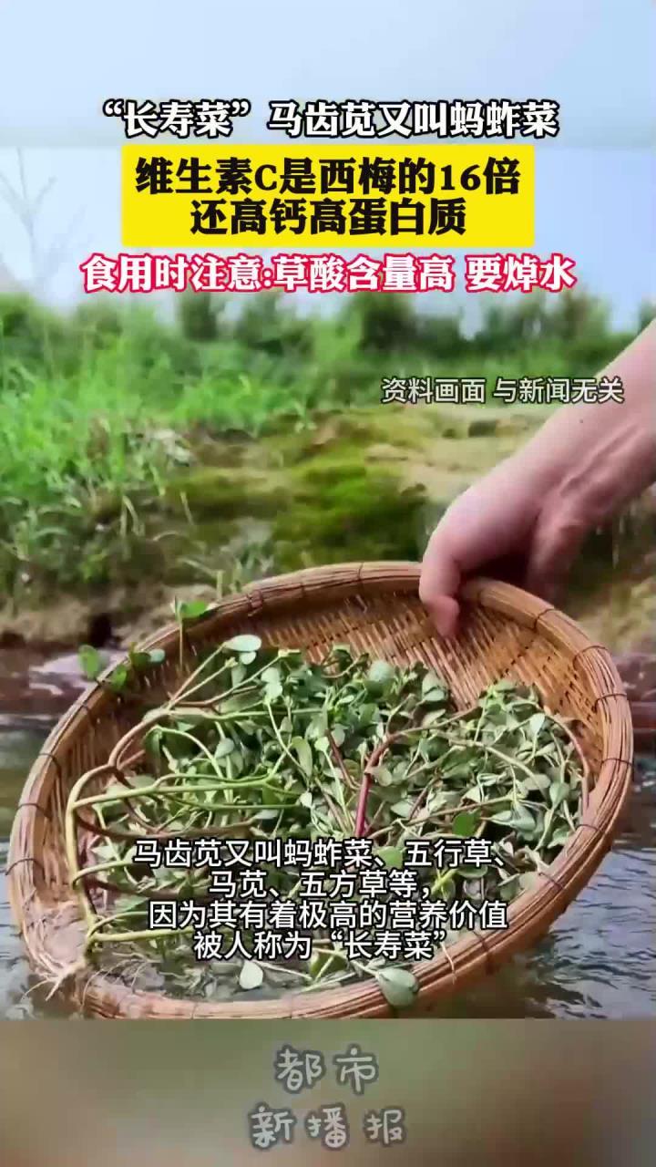 马齿苋的维C含量是西梅的16倍,但切记吃之前一定要焯水