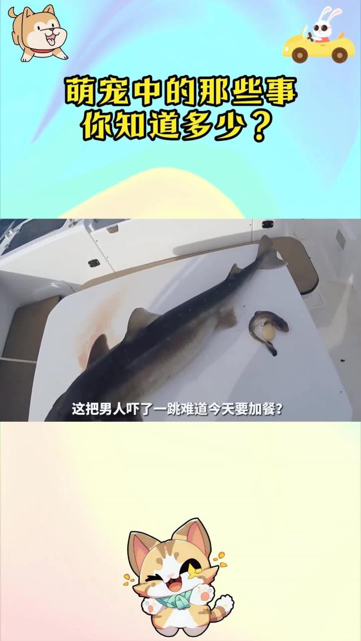 死去的鲨鱼妈妈在人类的帮助下生出了6只鲨鱼宝宝