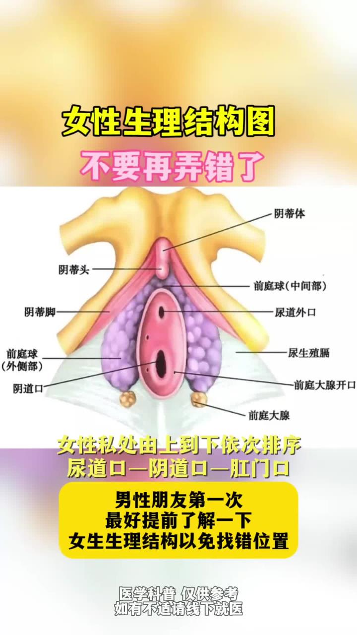 女生生理结构图男生一定要提前了解