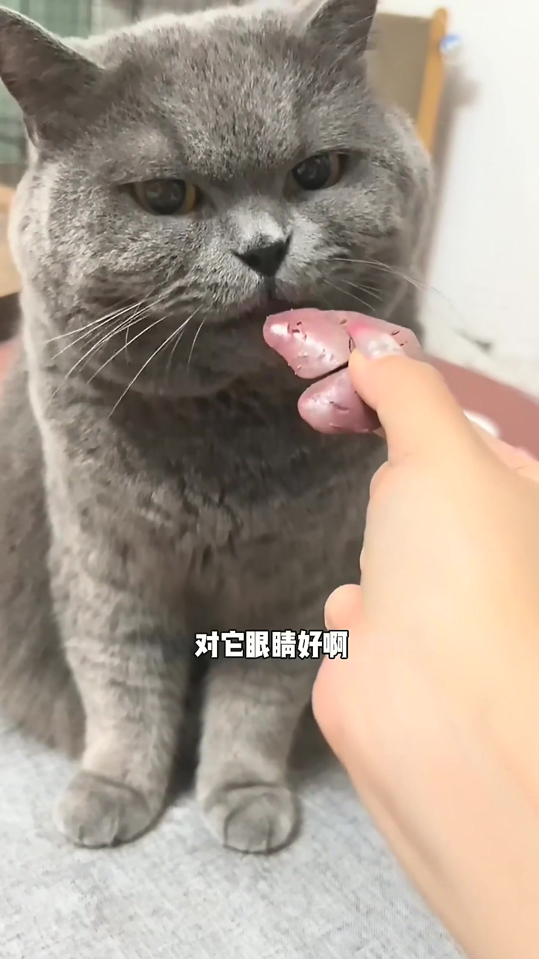猫咪无法拒绝的鸡肝,每天一个,对毛孩子身体好处多多!