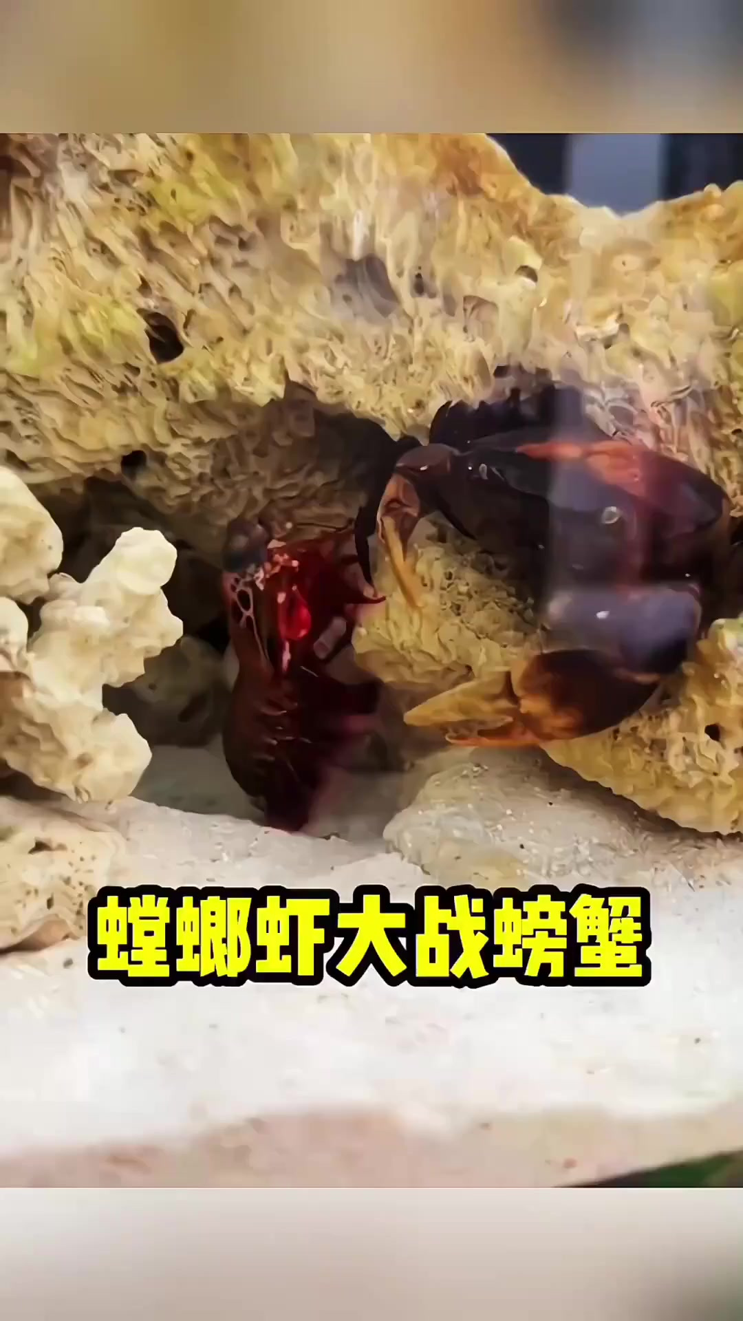螳螂虾大战螃蟹～