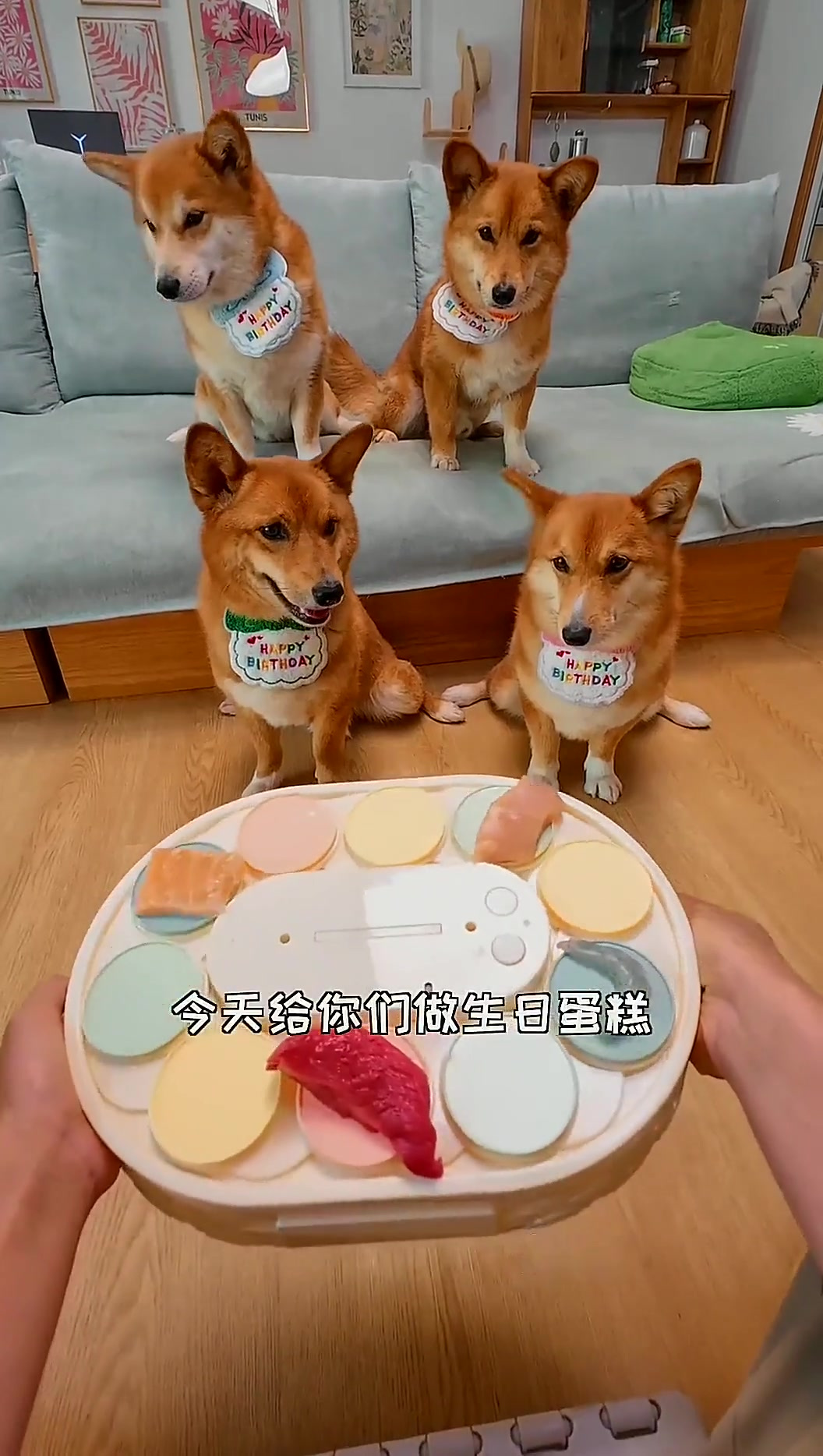 柴犬和柯基的混血小狗4岁啦，给小狗子们做了4个蛋糕做礼物～