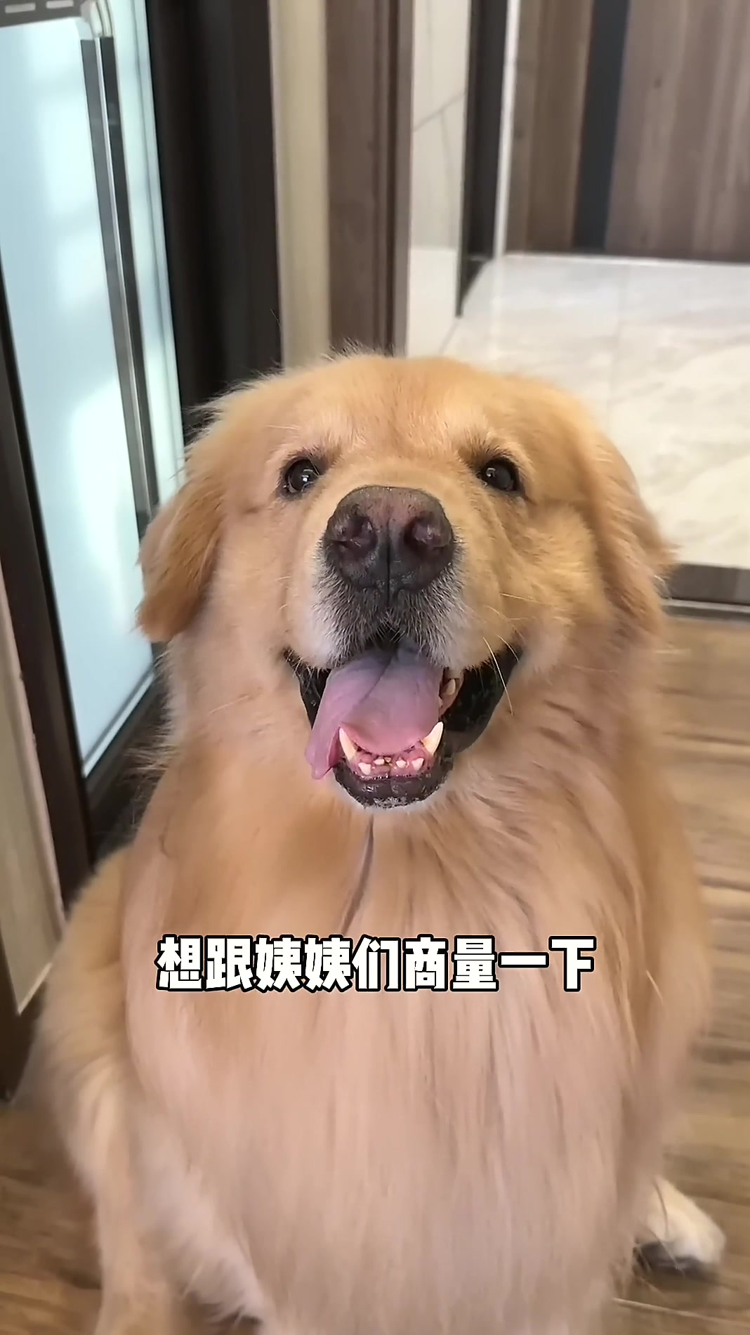 姨姨们商量个事（原声）宠物