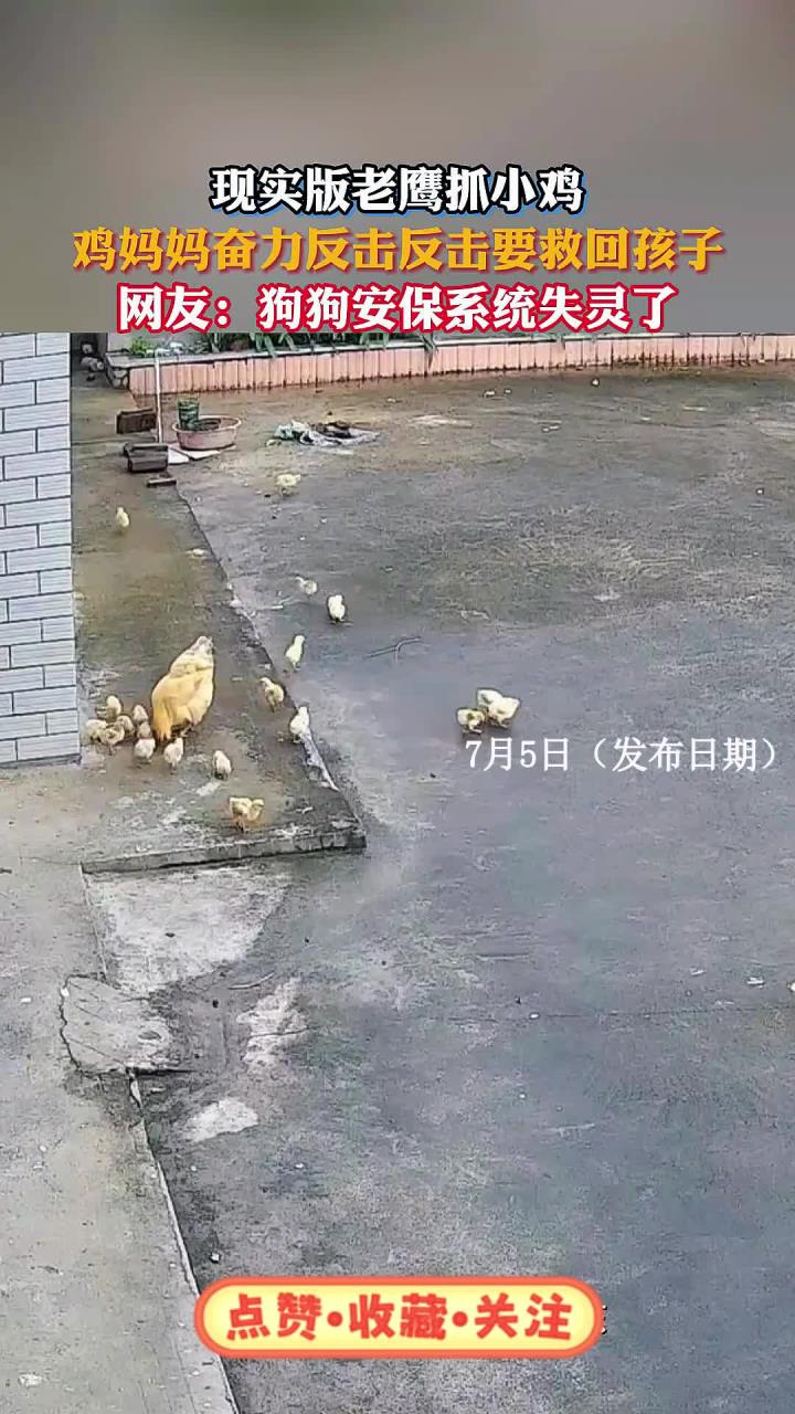 现实版老鹰抓小鸡，鸡妈妈奋力反击反击要救回孩子