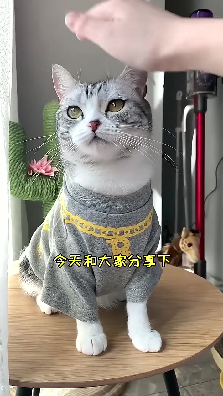 不知不觉中傻芙芙已经长大 感谢大家对芙芙的喜爱