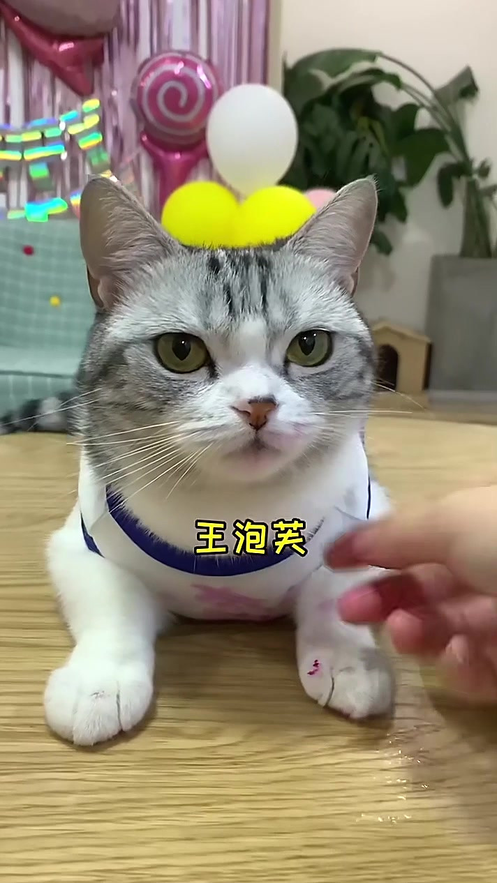 好久不见 今天献上爱吃火龙果的王泡芙萌宠开心每一天