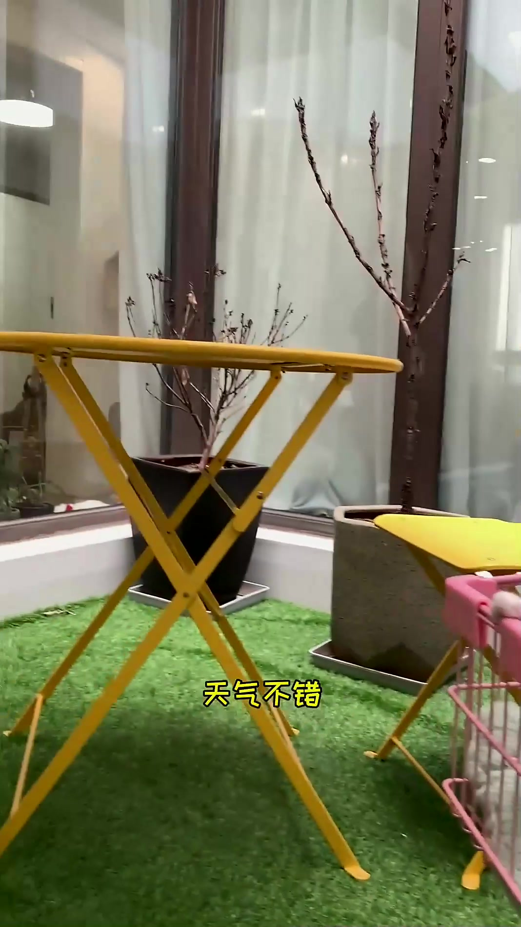 泡芙的小花园又恢复生机了萌宠开心每一天