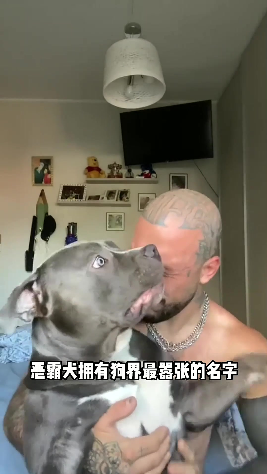 终极伴侣犬恶霸 宠物治愈每一天
