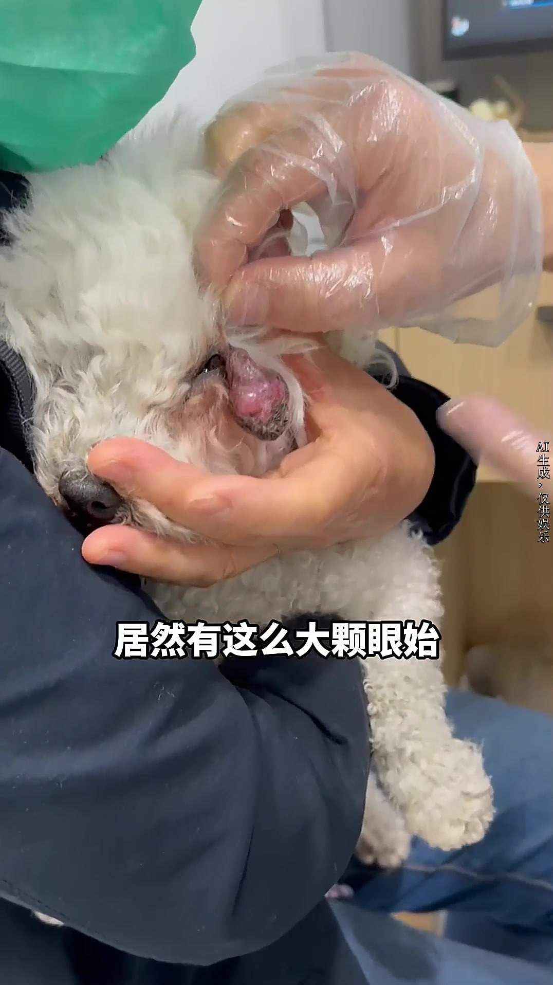 这只狗狗从小就发现眼部有一个肉球，主人一直没在意，没想到这个