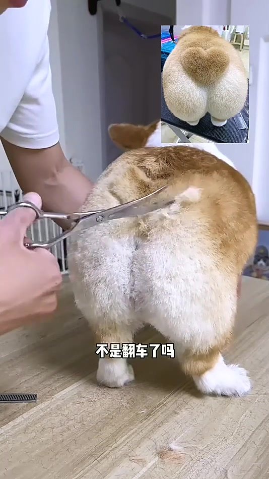 托尼老师给柯基剪造型又翻车了萌宠开心每一天
