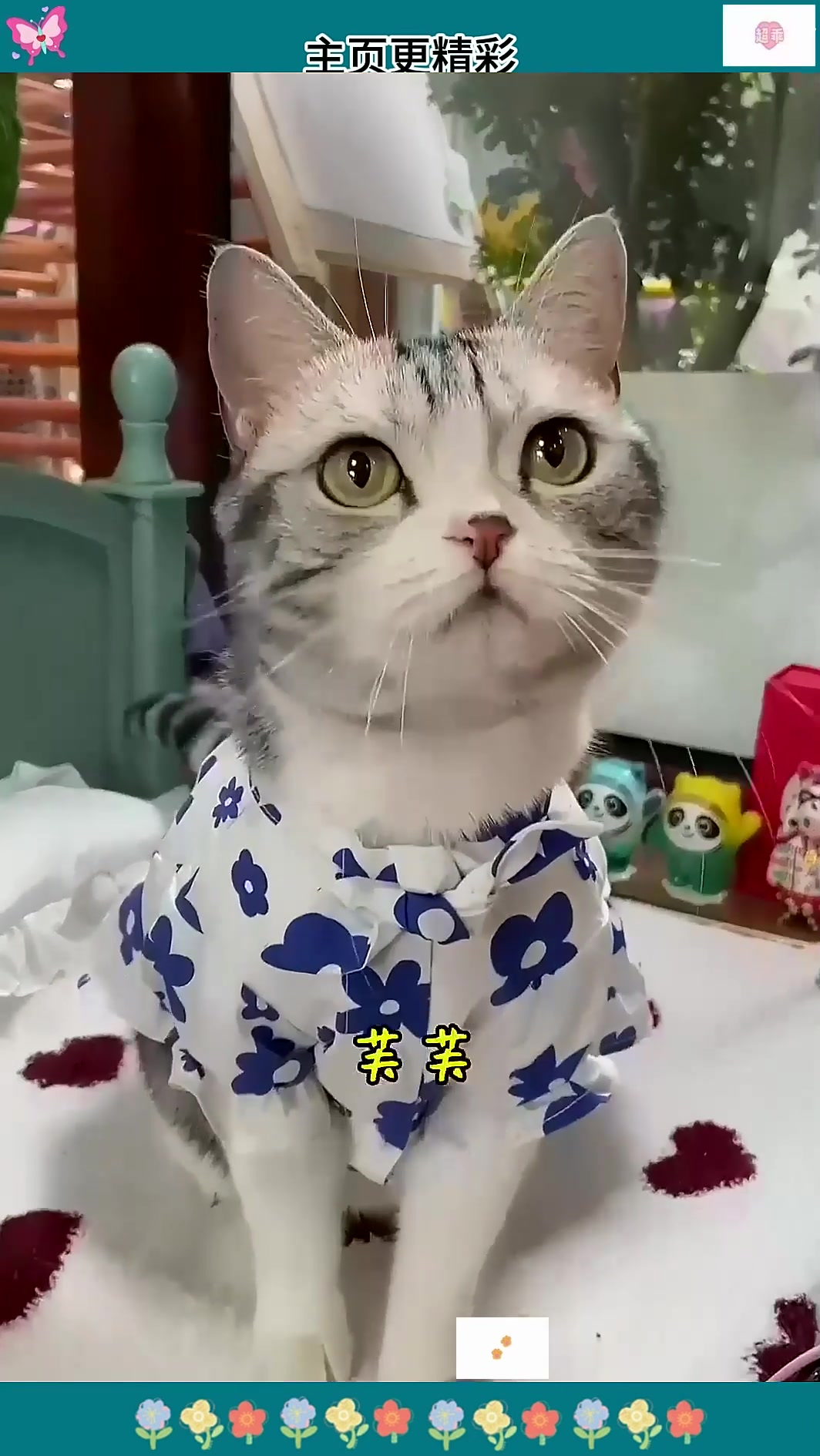 祝安生生日快乐哦萌宠开心每一天