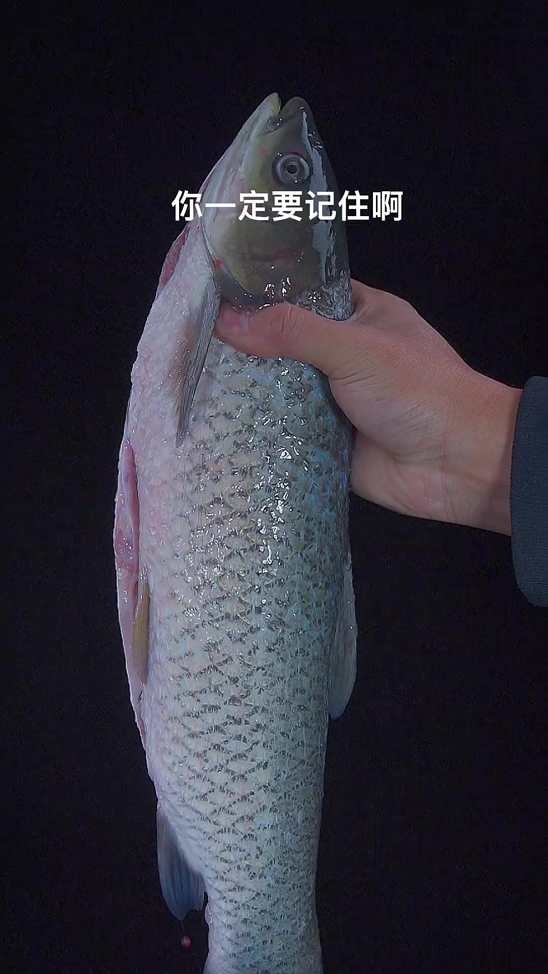 买回家的草鱼不要再炖汤了,像我这样做个红烧香煎鱼。香辣鲜嫩