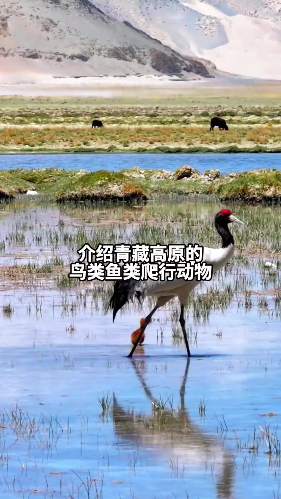 一个视频介绍青藏高原的鸟类鱼类爬行动物