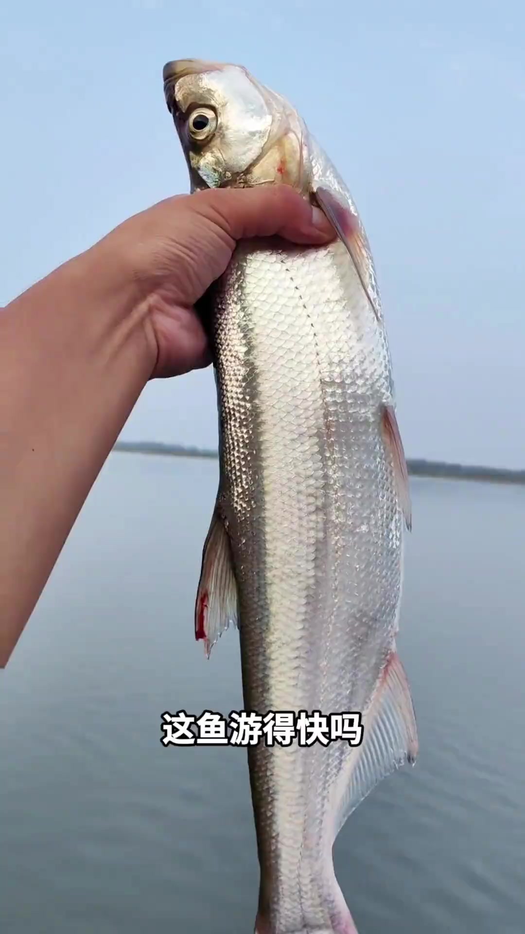 一个视频带你了解30种鱼类的游泳冲刺速度(由慢到快排序)