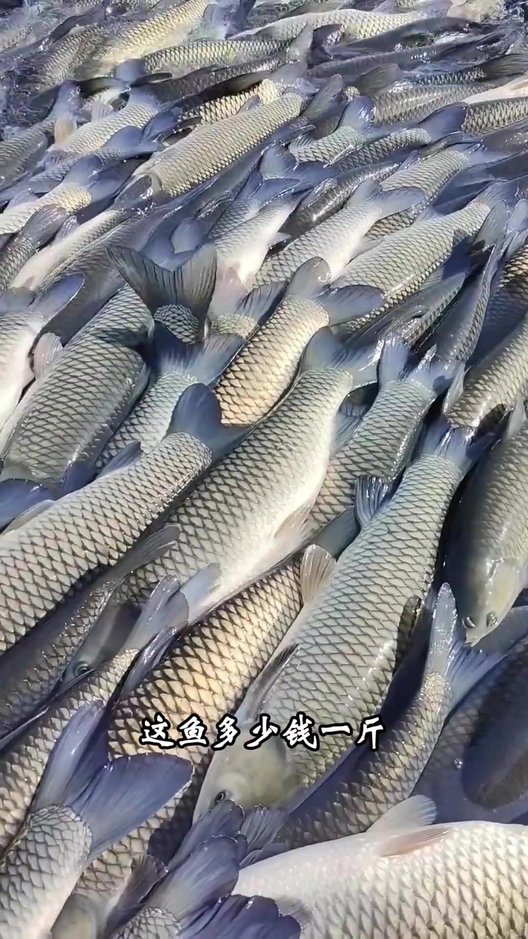 一个视频带你认识40多种市面上可以吃到的鱼(翘嘴价格有误，价格在15元以上非常抱歉)