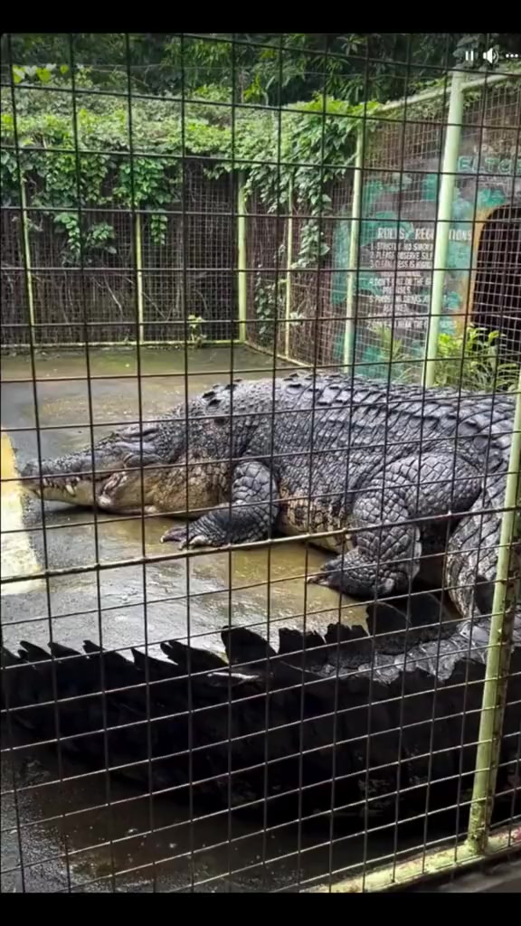 这十几种鳄鱼厉害吗？来看看战斗力几颗星