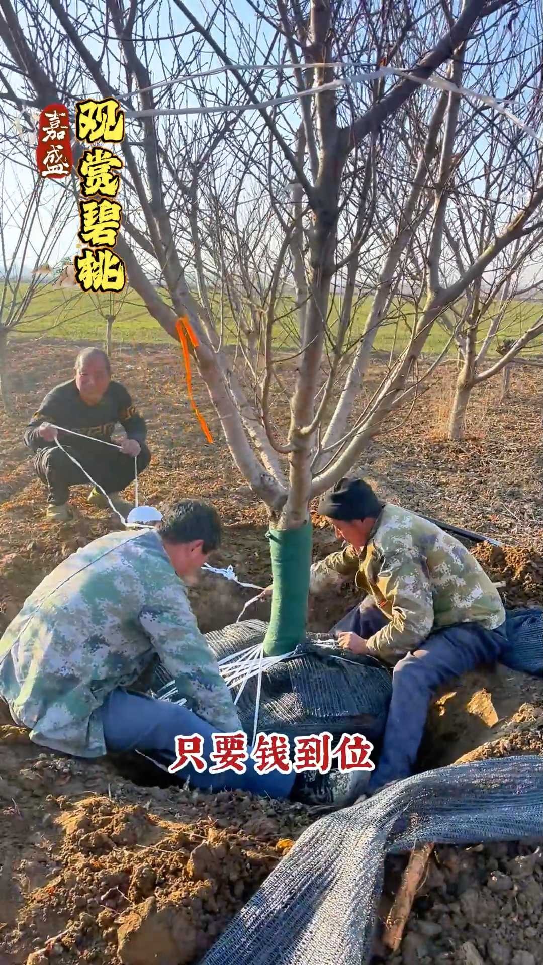 观赏碧桃之一《绯桃》我国古老桃花品种