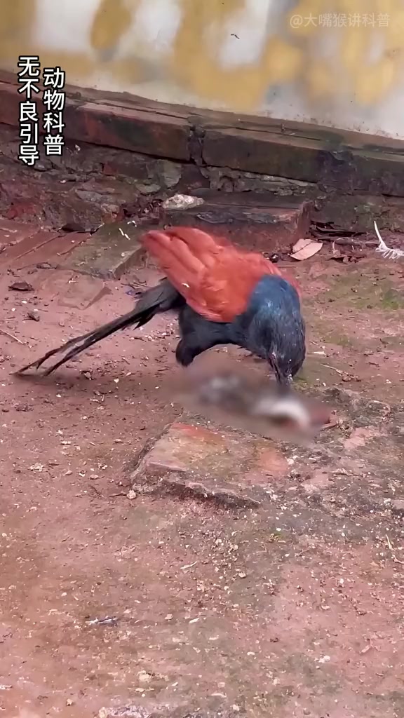 毒蛇克星红毛鸡,专门以毒蛇为食!