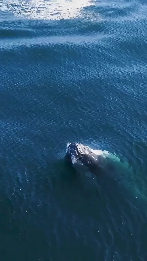 座头鲸身上为何长满藤壶？
