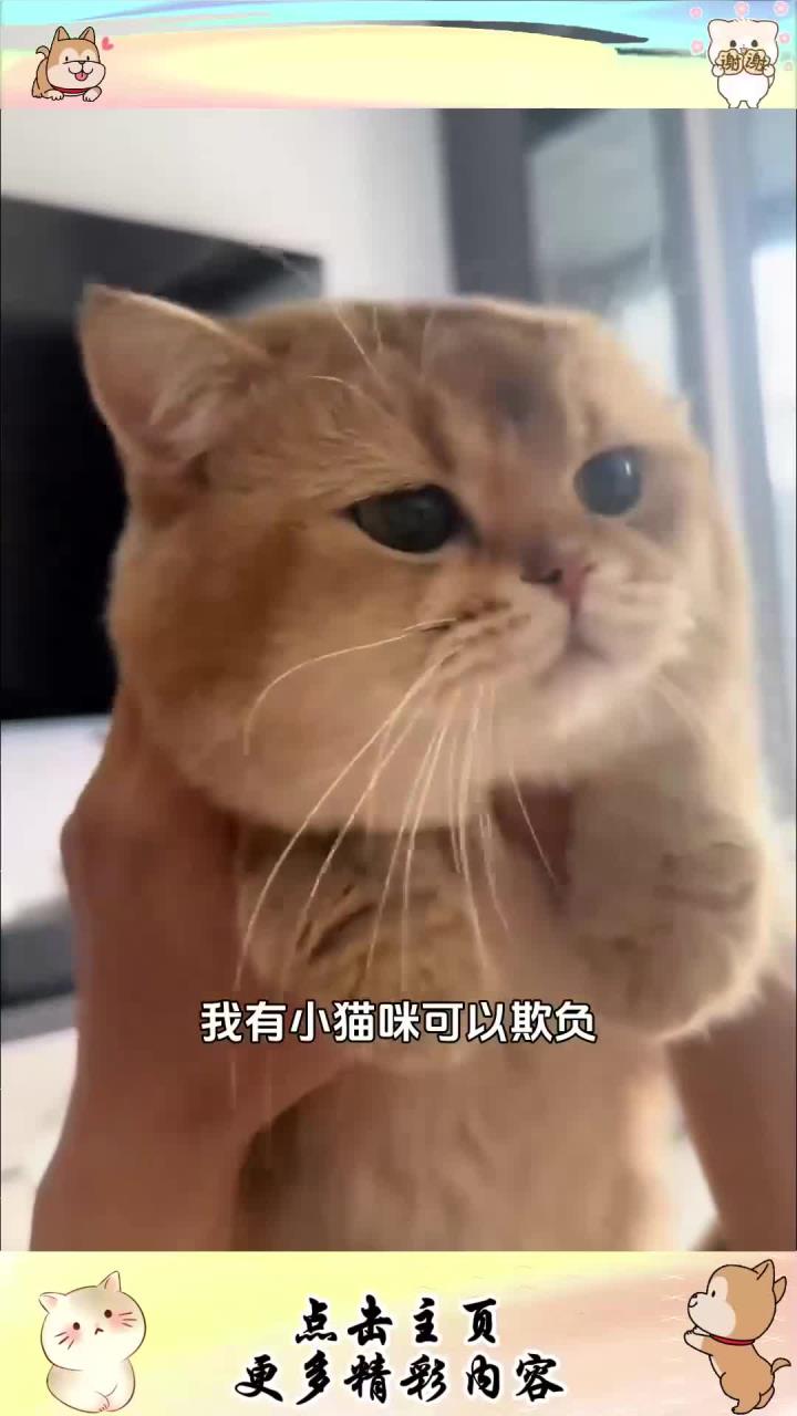 让我看看谁家小猫咪还没有吃上肥兔鳕鱼，这才是小猫的梦中情粮