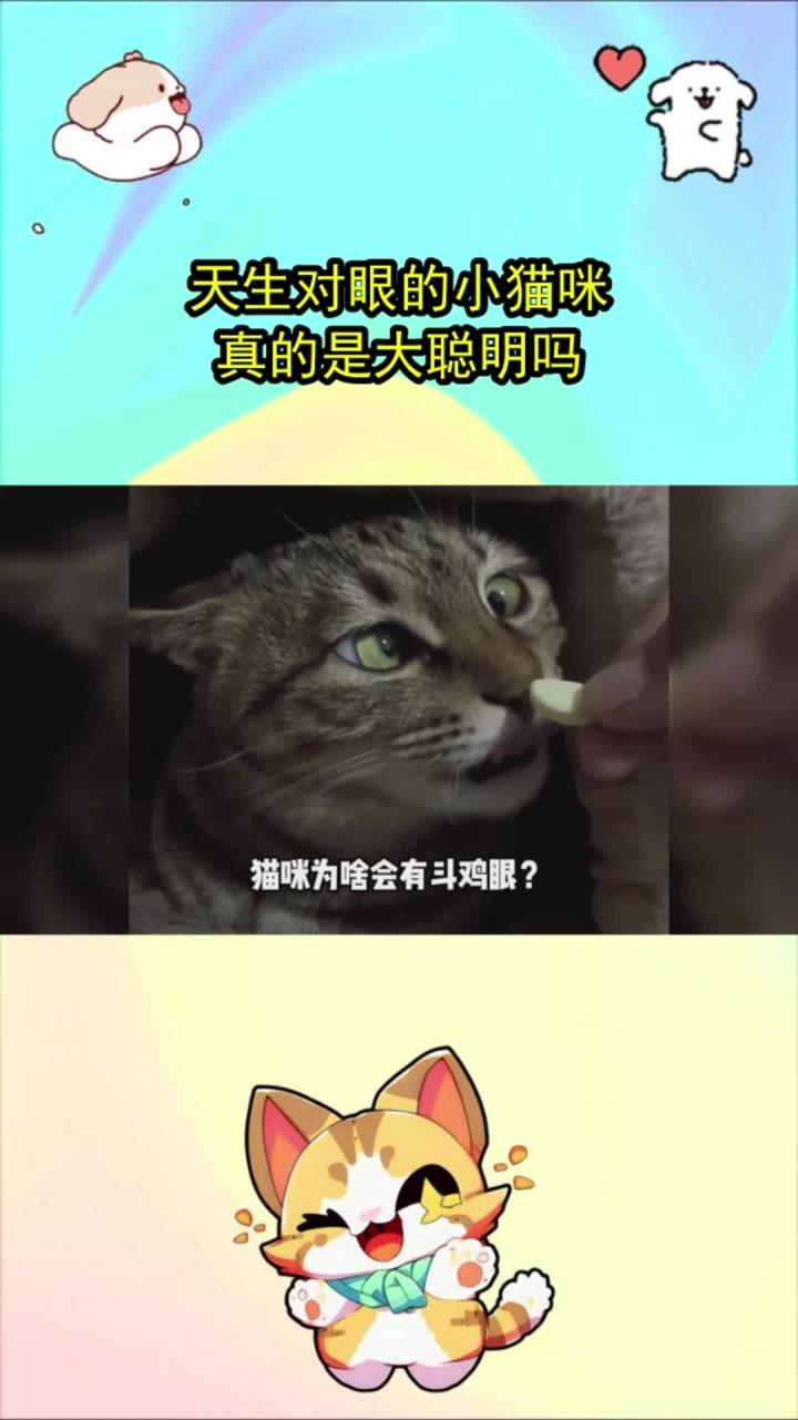 天生对眼的小猫咪,真的是大聪明吗?
