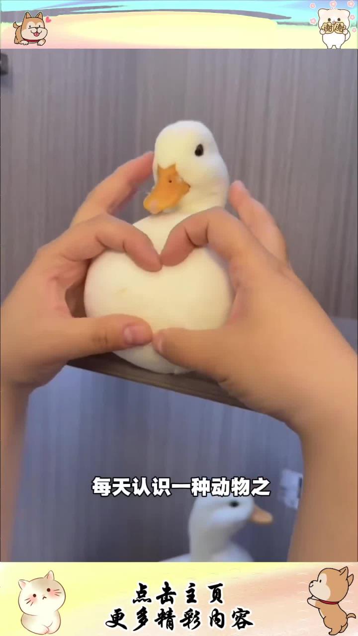 宠物解说：这是一只宠物鸭，你喜欢柯尔鸭吗？