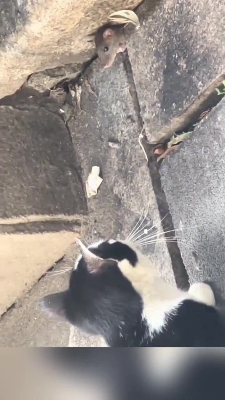 汤姆和杰瑞