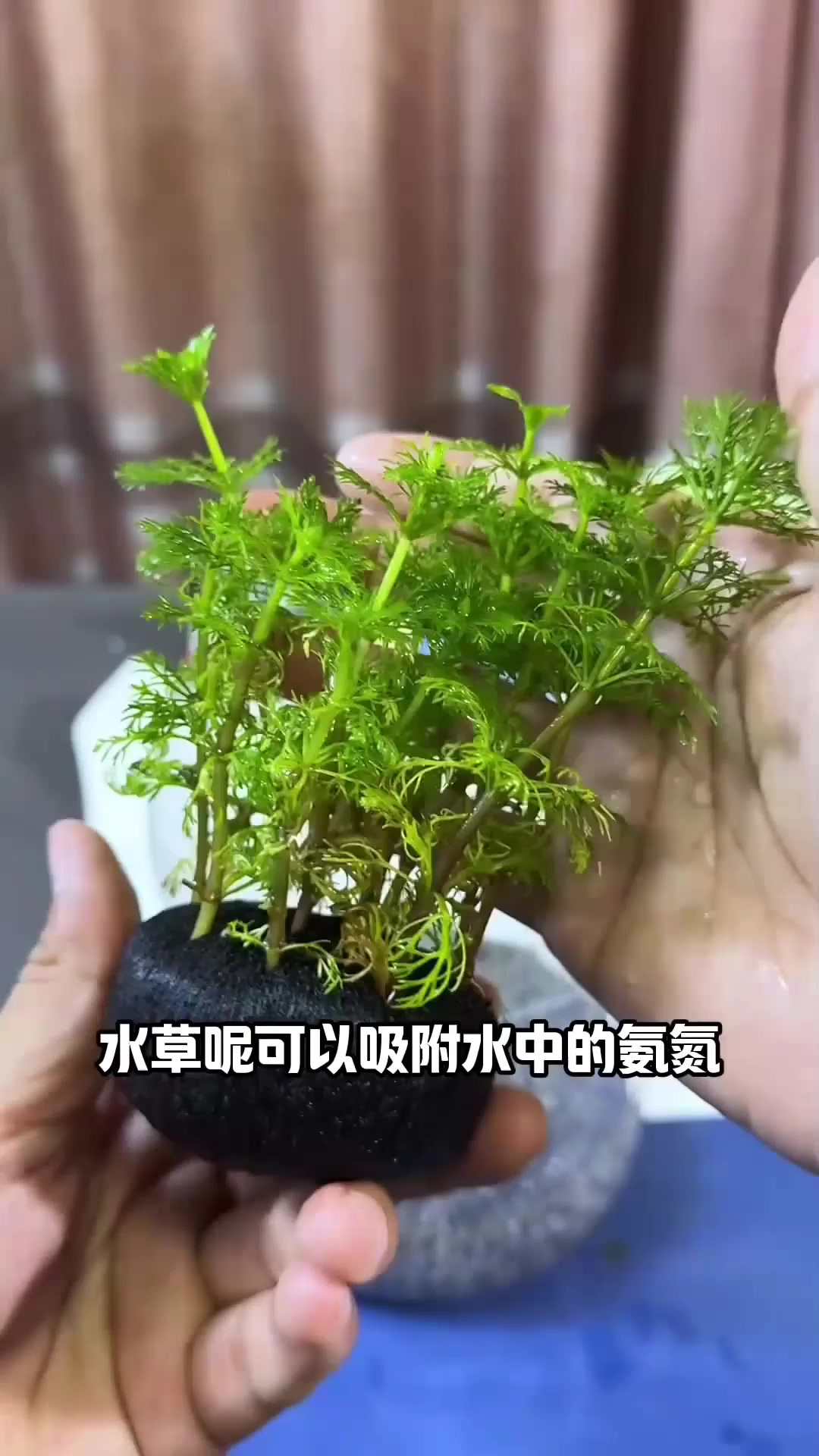 自制生态小鱼缸