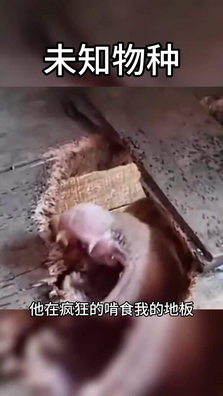 未知生物
