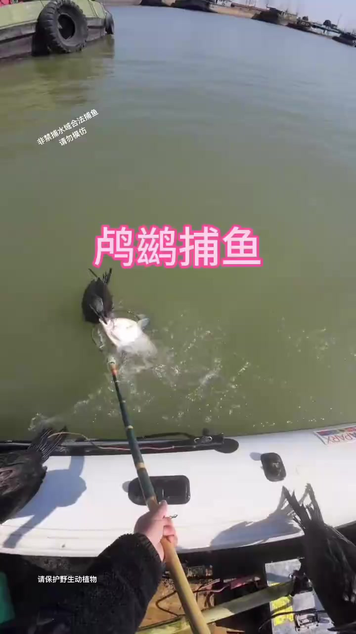 你见过用鸬鹚来捕鱼吗