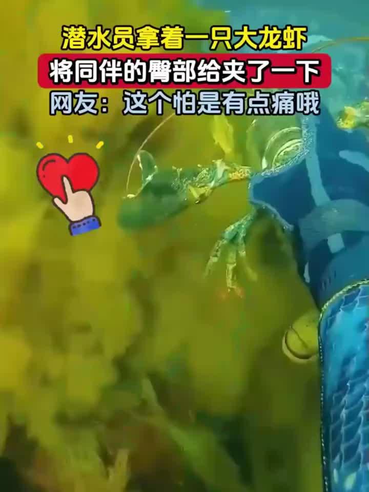 潜水员拿着一只大龙虾，将同伴的臀部给夹了一下，网友：这个怕是