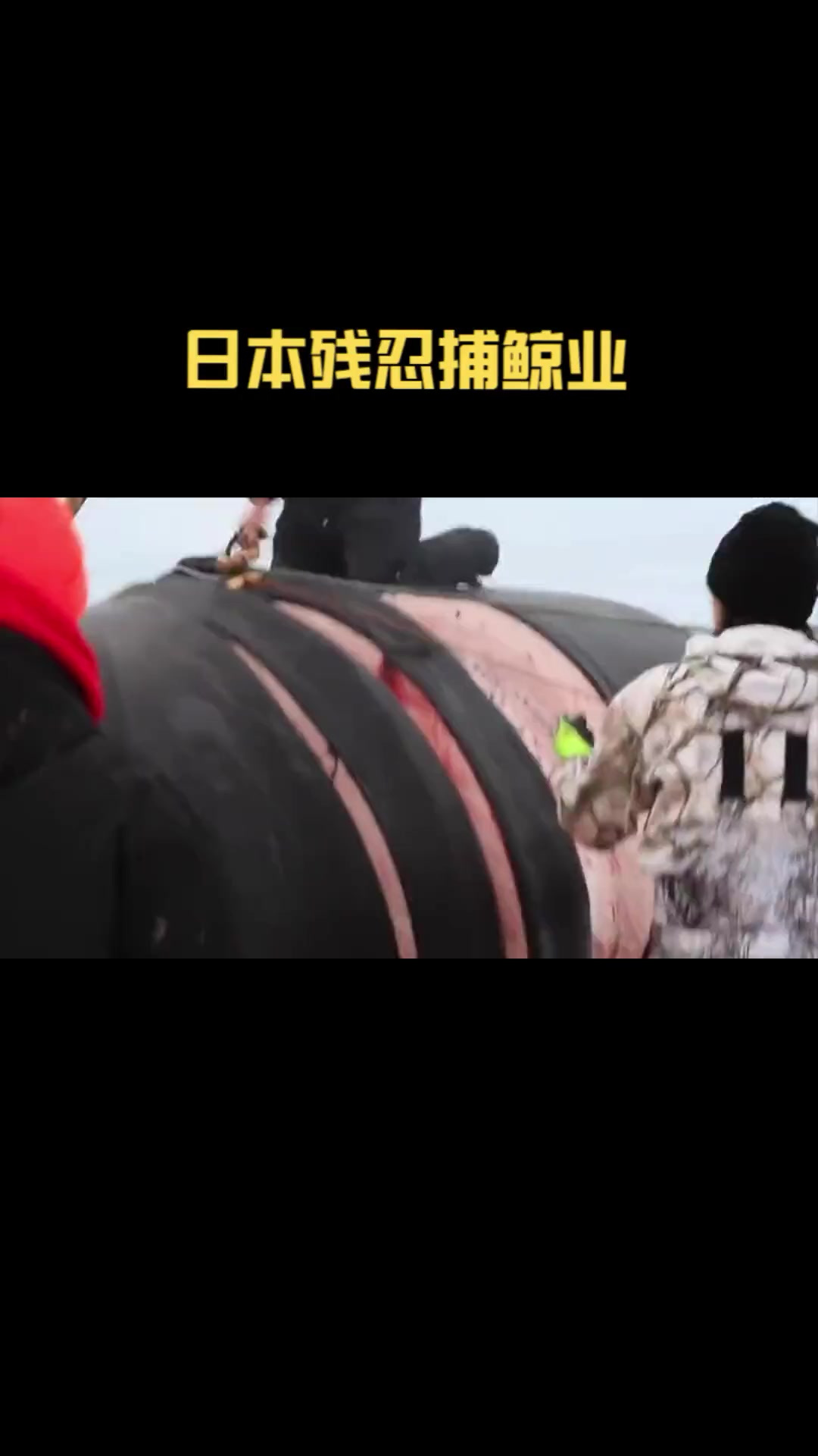 半个世纪捕杀上百万头，日本捕鲸业有多残忍？日本为何执意捕鲸