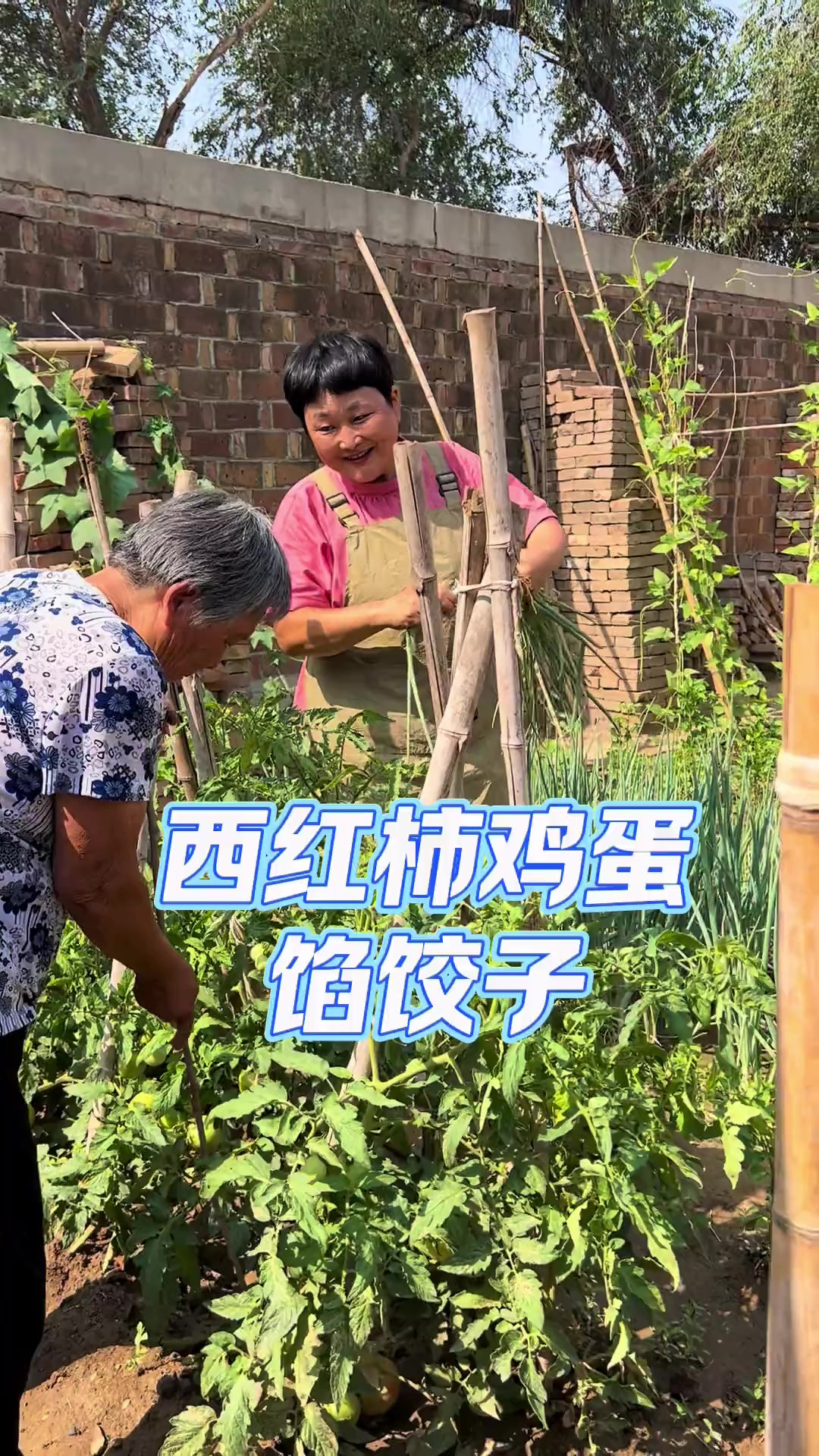 河北人的家常便饭,西红柿鸡蛋馅的饺子