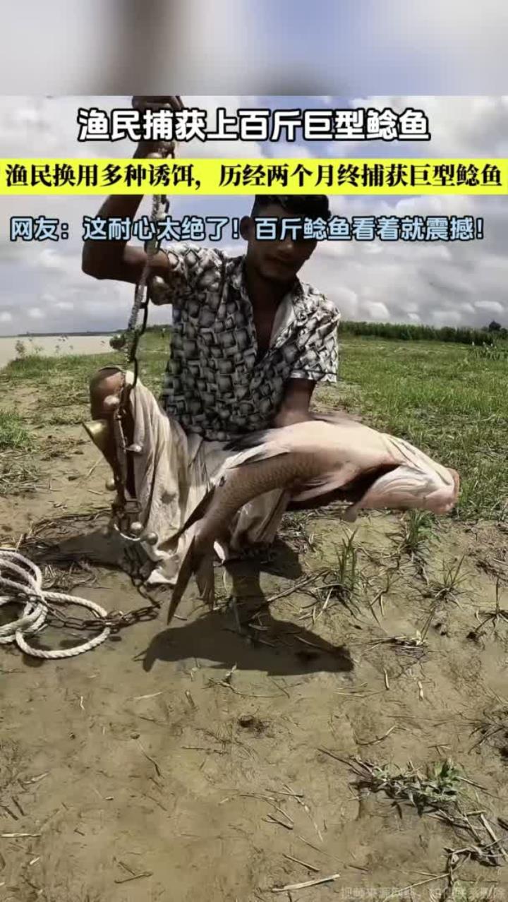 渔民捕获上百斤巨型鲶鱼