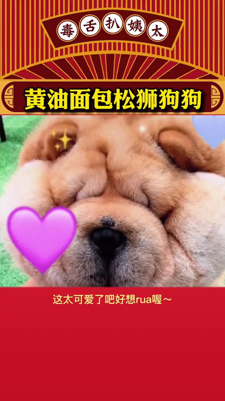 黄油面包松狮狗狗真的好想捏一捏成一团一口吃掉喔!