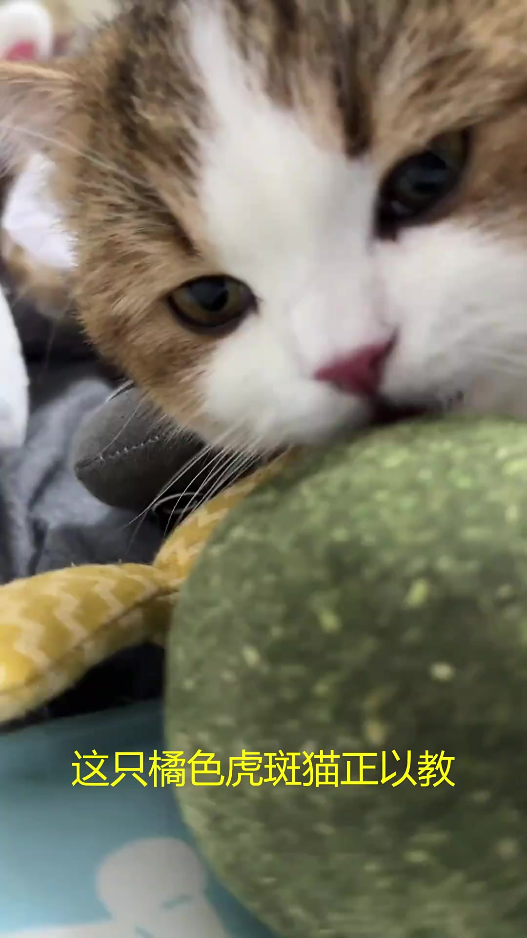 猫咪的小尾巴，缠绕着主人的手指