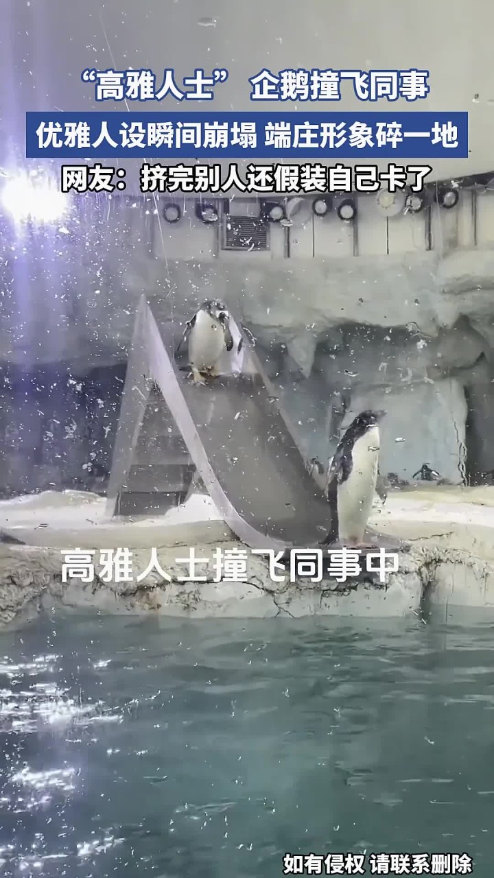 “高雅人士” 企鹅撞飞同事,优雅人设瞬间崩塌,端庄形象碎一地
